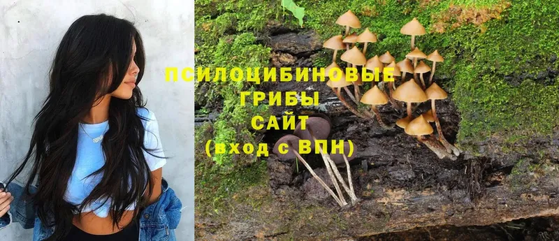 как найти закладки  Лодейное Поле  Галлюциногенные грибы Cubensis 